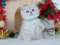 Güneş Sarısı Golden Point NY1133 British Shorthair