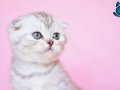 Asil Soydan Ns24 Scottish Fold Shorthair