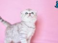 Asil Soydan Ns24 Scottish Fold Shorthair