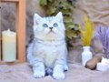 Mükemmel Çizgileriyle NS24 British Shorthair