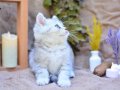 Mükemmel Çizgileriyle NS24 British Shorthair