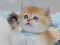 Altın Parıltısı Golden NY11 British Shorthair