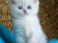 Pamuk Tüylü Mavi Göz NS1133 British Shorthair