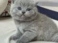 Yusyuvarlak Kafa Gri British Shorthair