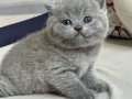 Yusyuvarlak Kafa Gri British Shorthair