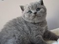 Yusyuvarlak Kafa Gri British Shorthair