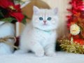 Güneş Sarısı Golden Point British Shorthair 