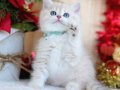 Güneş Sarısı Golden Point British Shorthair 