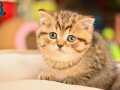 En Kaliteli Black Golden British Shorthair