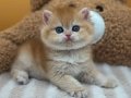 Etkileyici Renkte Golden NY12 British Shorthair 
