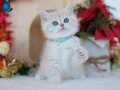 Güneş Sarısı Golden Point British Shorthair 