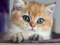 İnci Tanemiz Golden NY12 British Shorthair 