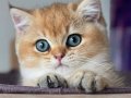 İnci Tanemiz Golden NY12 British Shorthair 