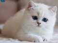 Masmavi Gözlü NS1133 British Shorthair 