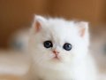 Süt Beyaz Mavi Göz NS1133 British Shorthair 