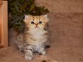 İpeğimsi Black  Golden British Longhair 