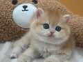 Etkileyici Renkte Golden NY12 British Shorthair 