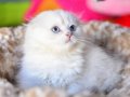 Prenses Silver NS1133 Scottish Fold Longhair 