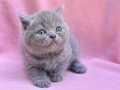 Gri Tüy Yumağı British Shorthair 