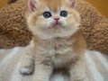 Etkileyici Renkte Golden NY12 British Shorthair 