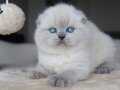 Deniz Mavisi Gözlü Blue Point Scottish Fold Shorthair 