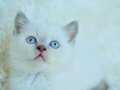 Harika Mavi Göz Blue Point British Shorthair 