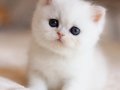 Süt Beyaz Mavi Göz NS1133 British Shorthair 
