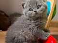 Topaç Kafa Gri British Shorthair 