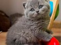 Topaç Kafa Gri British Shorthair 