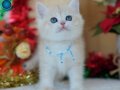 Güneş Sarısı Golden Point British Shorthair 