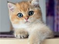 İnci Tanemiz Golden NY12 British Shorthair 
