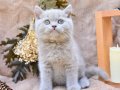 Sütlü Kahvemiz Lilac British Shorthair 
