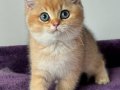 İnci Tanemiz Golden NY12 British Shorthair 