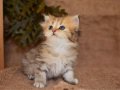 İpeğimsi Black Golden British Longhair 