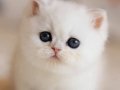 Süt Beyaz Mavi Göz NS1133 British Shorthair 
