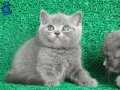 Gri Tüy Yumağı British Shorthair 