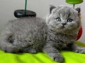 Topaç Kafa Gri British Shorthair 