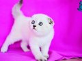 Türünün En Güzeli Blue Point Scottish Fold Shorthair 