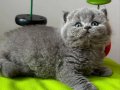 Topaç Kafa Gri British Shorthair 