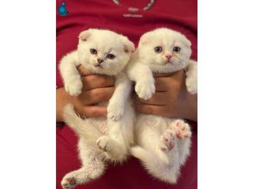 ORJİNAL Top kafa erkekler