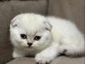 AA Kalite Top Kafa Maviş Kızlar
