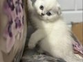 AA Kalite Top Kafa Maviş Kızlar