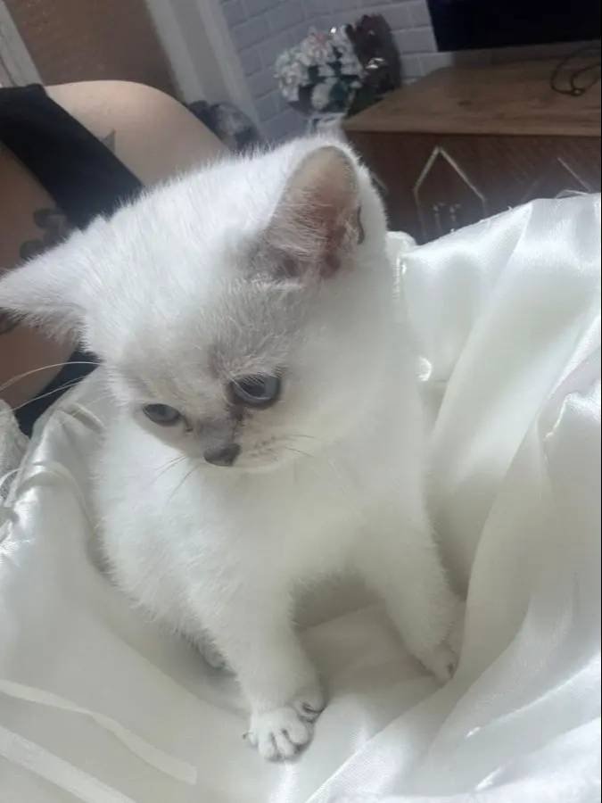 Son kalan bayram şekeri