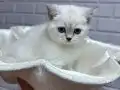 Son kalan erkek 