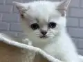 Son kalan erkek 