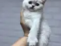 Son kalan erkek 