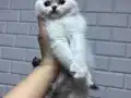 Son kalan erkek 