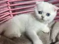 AA Kalite beyaz mavi gözler