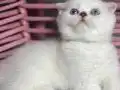 AA Kalite beyaz mavi gözler