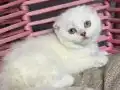 Safkan top kafa kızımız